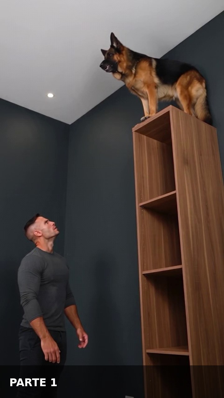 Escena ilustrativa de Parte 1: El perro sobre el armario