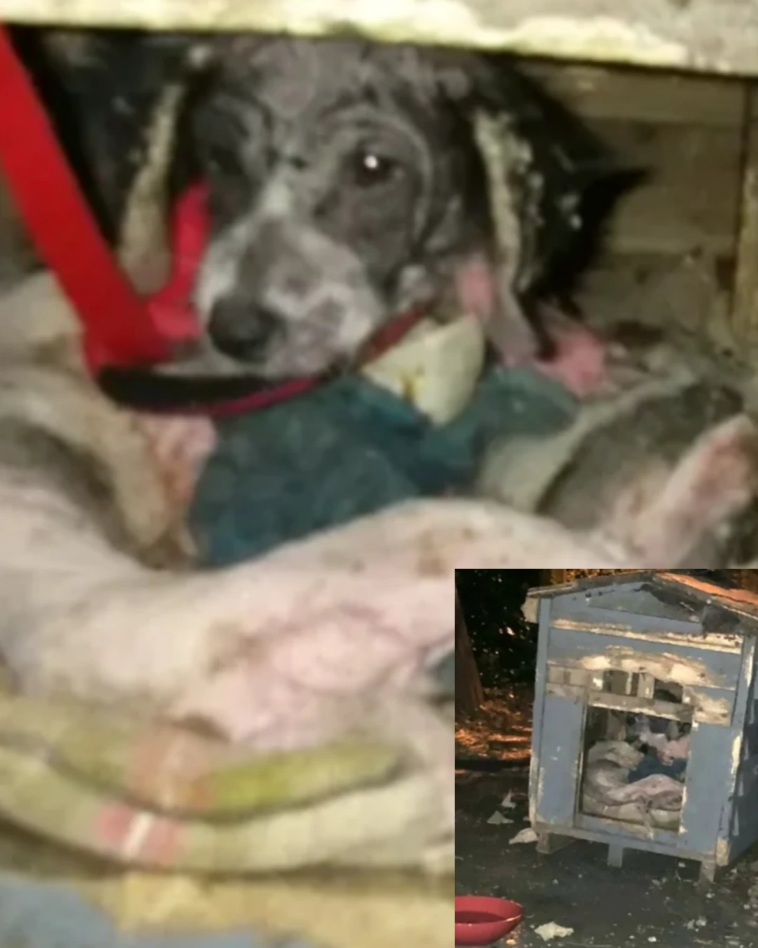 Left to Die Beside Her Sisters… But One Small Tail Wag Changed Everything 8963