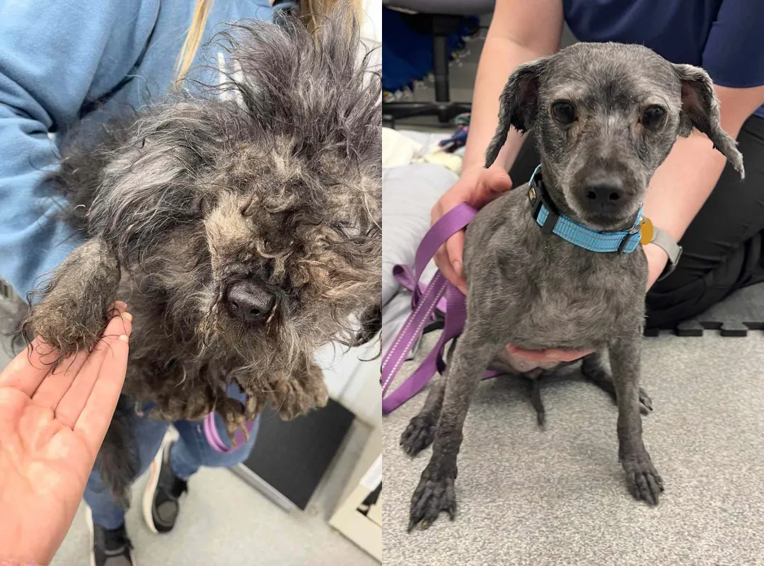 'Severely Matted' Dog Finally Finds Relief After Maƙeover SҺeds Years of Built-Up Fur
